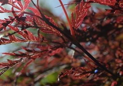 诠释爱情的经典语录(优选40句)