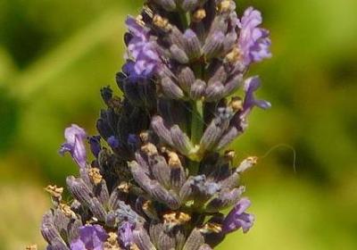 讽刺拍马屁的经典语录(精选30句)