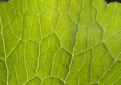 谭嗣同经典语录(合集20句)