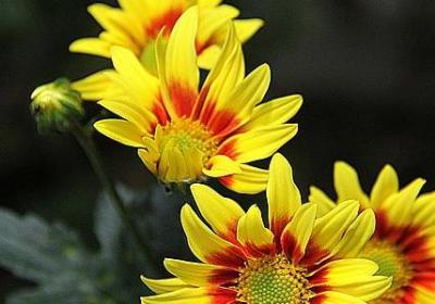 赵玉平经典语录大全(优选50句)