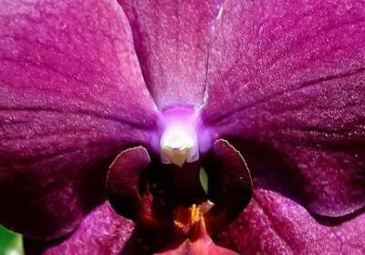 贾平凹经典语录(优选40句)