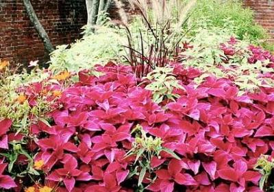 茶悟人生经典语录(实用60句) 茶悟人生经典语录(实用60句)