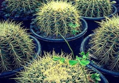 莫言经典语录女人(汇总20句) 莫言经典语录女人(汇总20句)