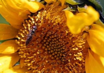 苏芩经典语录100句(实用20句) 苏芩经典语录100句(实用20句)