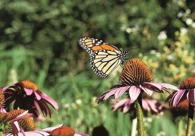 语文经典语录(实用40句) 语文经典语录(实用40句)