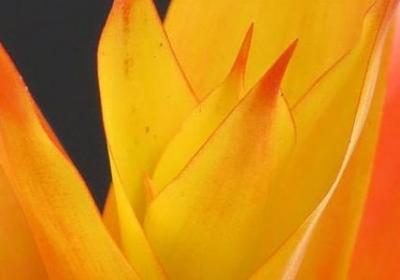 薛洋经典语录(推荐40句) 薛洋经典语录(推荐40句)