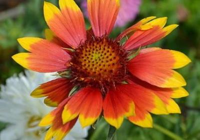 贾队长经典语录(汇总10句)