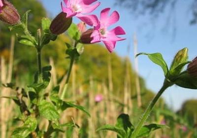 赛尔号经典语录(优选71句)