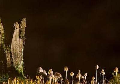 蔷薇岛屿经典语录(优选60句)