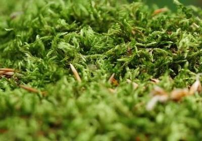 跑步经典语录(推荐20句)