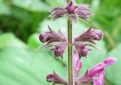 莎士比亚的经典语录(共70句)