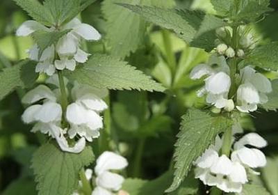 蔡明经典语录(通用40句)