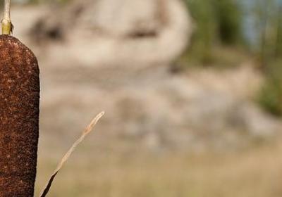 西西弗神话 经典语录(实用20句)