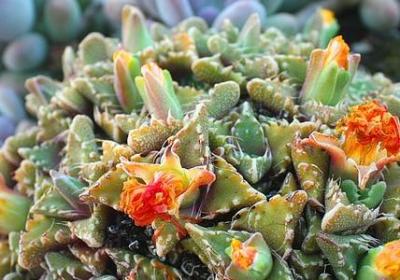 蓝胖子经典语录(汇总20句)