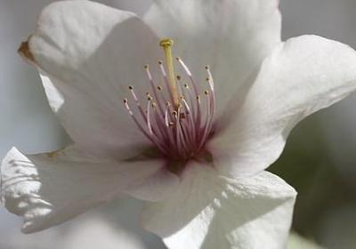 赞美夕阳红的经典语录(40句)