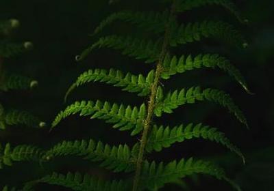 莎乐美经典语录(推荐60句)