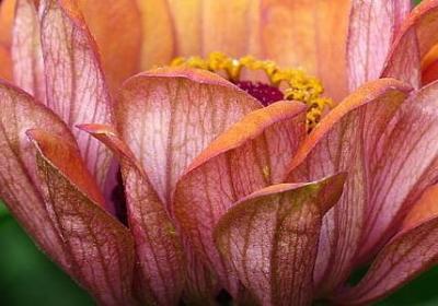 花千骨的经典语录(推荐40句)