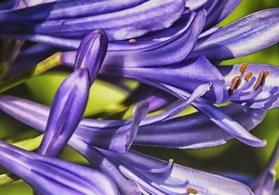 芈月经典语录(优选20句)