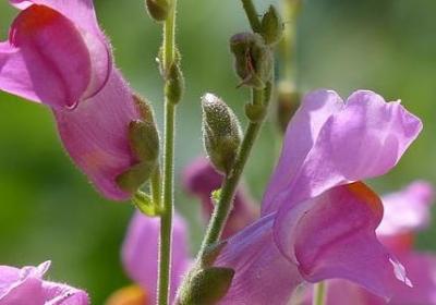 英语讽刺人的经典语录(推荐40句)