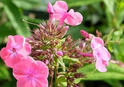 谢文东经典语录(40句)