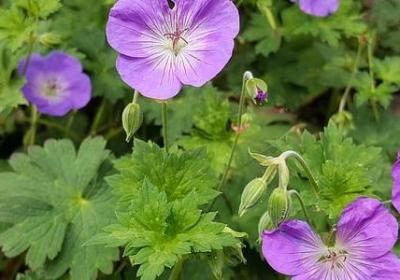 西游记经典语录摘抄(推荐57句)