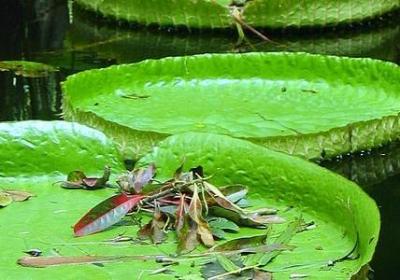 饶雪漫经典语录(合集20句)