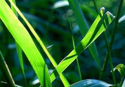 青春派经典语录(40句)