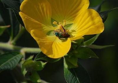 金庸武侠经典语录(共70句)