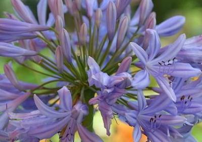 陈丹青经典语录(汇总20句)