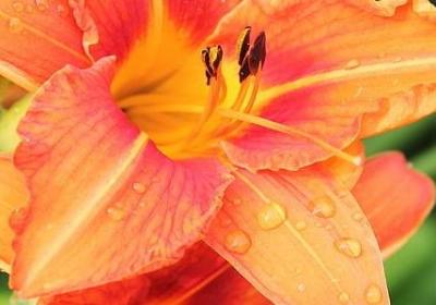 金色梦乡经典语录(推荐60句)