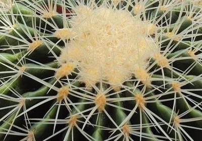 金刚经经典语录(优选76句)