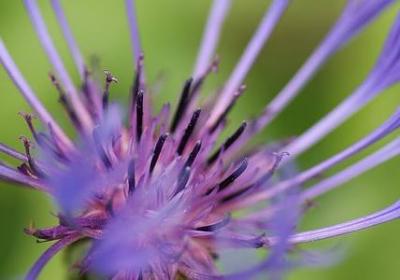 骂人的经典语录(通用60句)