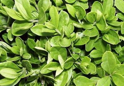 马丁路德金经典语录(推荐10句)