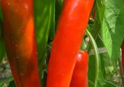 辛唐米娜经典语录(优选14句)