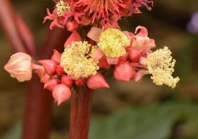 雪山飞狐经典语录(通用40句)