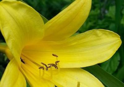 陈寅恪经典语录(合集60句)