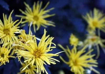 遇到知音的经典语录(共79句)