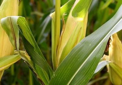 那兔经典语录(40句)