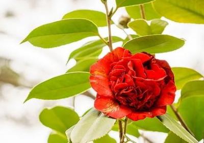 郎平经典语录(合集50句)