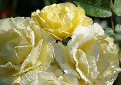 阿玛尼口红广告语经典语录(实用40句)