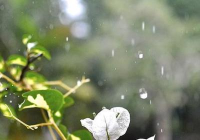 霍乱时期的爱情经典语录(实用41句)