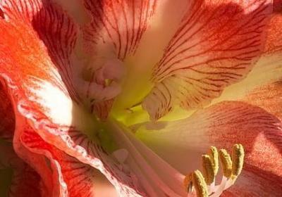 霸王别姬经典语录(通用60句)