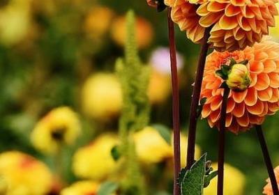 迪士尼经典语录(精选20句)