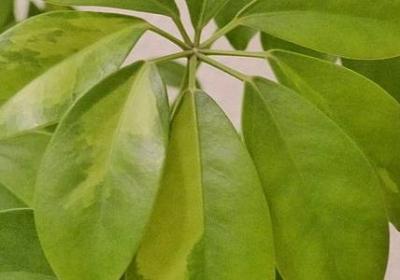 韩非子经典语录(通用40句)