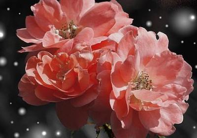 辛普森一家经典语录(通用40句)