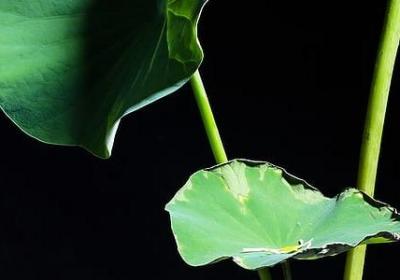 霍金经典语录(通用20句)