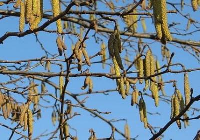 骆驼祥子的经典语录(60句)