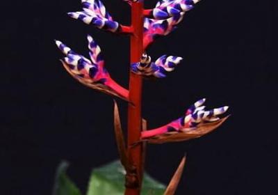 邓丽君经典语录(汇总50句)