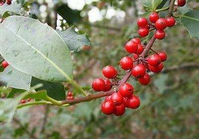 追风筝的人经典语录(热门40句)