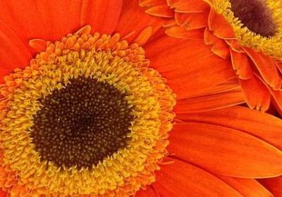 飞鸟集经典语录英文(精选47句)